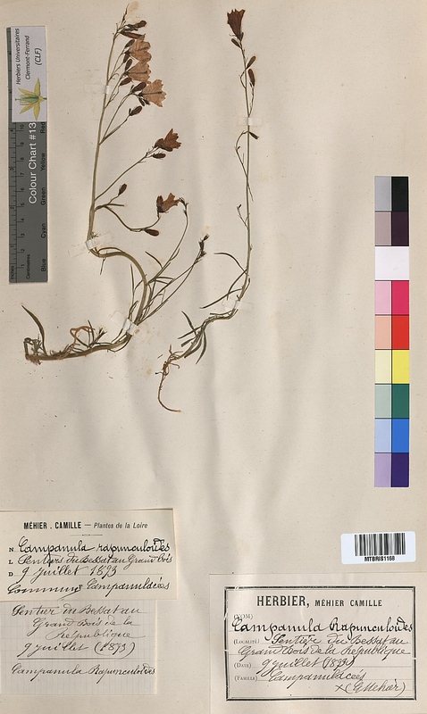 Campanula rapunculoides (Campanulaceae)