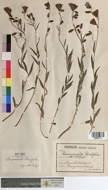 Campanula linifolia (Campanulaceae)