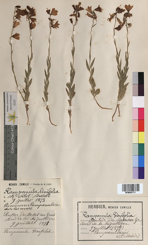 Campanula linifolia (Campanulaceae)
