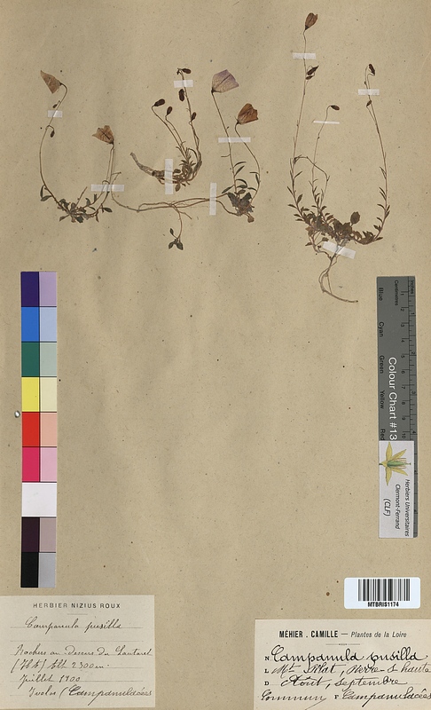Campanula pusilla (Campanulaceae)