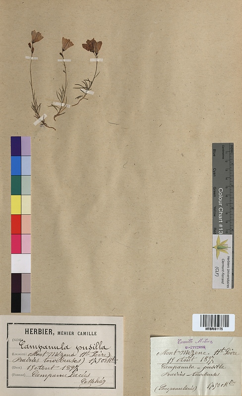 Campanula pusilla (Campanulaceae)