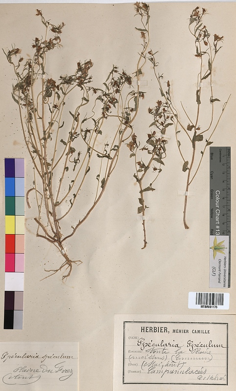 Specularia speculum (Campanulaceae)