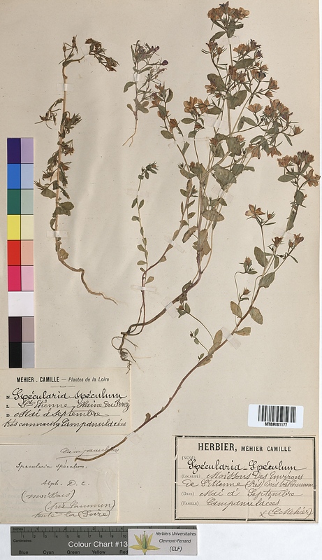 Specularia speculum (Campanulaceae)