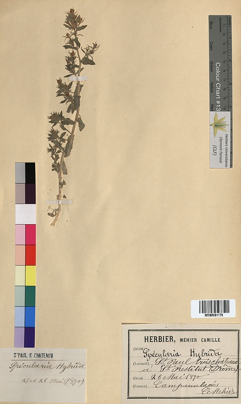 Specularia hybrida (Campanulaceae)
