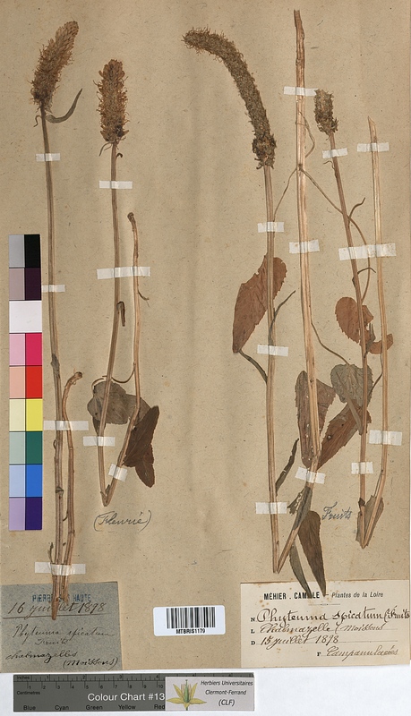 Phyteuma spicatum (Campanulaceae)