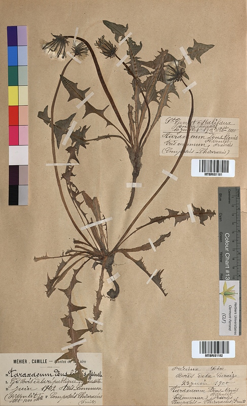 Taraxacum dens-leonis (Asteraceae)
