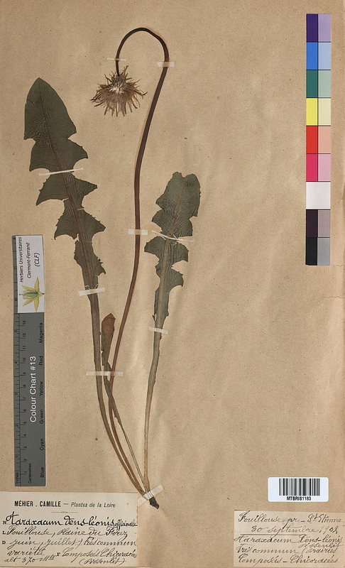 Taraxacum dens-leonis (Asteraceae)