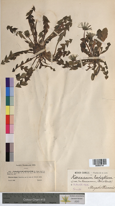 Taraxacum dens-leonis (Asteraceae)
