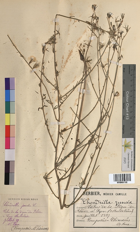 Chondrilla juncea (Asteraceae)