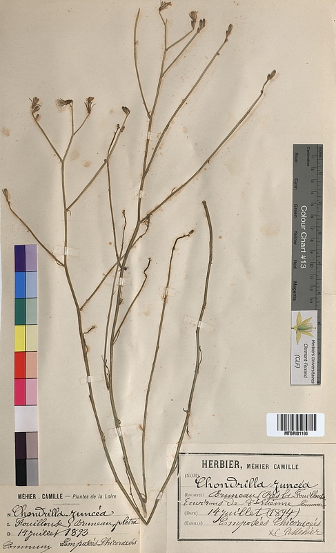 Chondrilla juncea (Asteraceae)