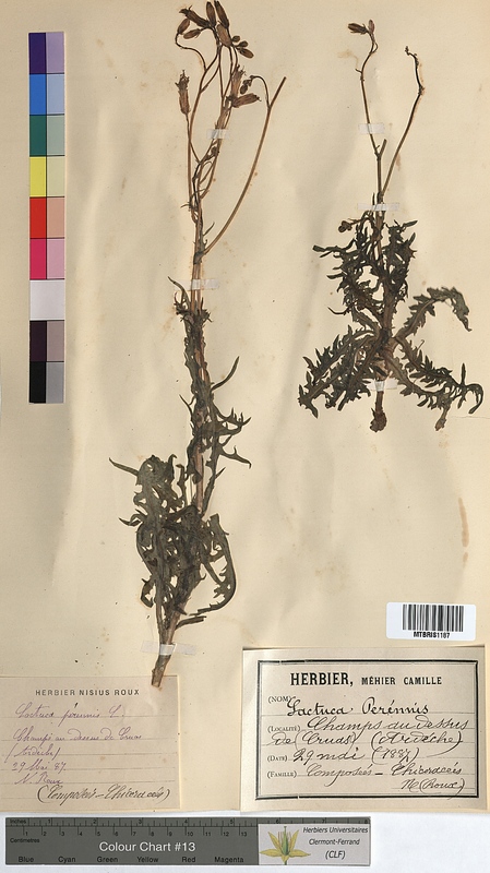 Lactuca perennis (Asteraceae)