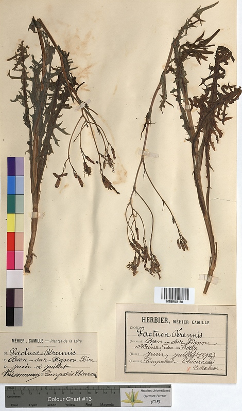 Lactuca perennis (Asteraceae)