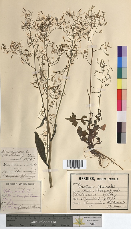 Lactuca muralis (Asteraceae)
