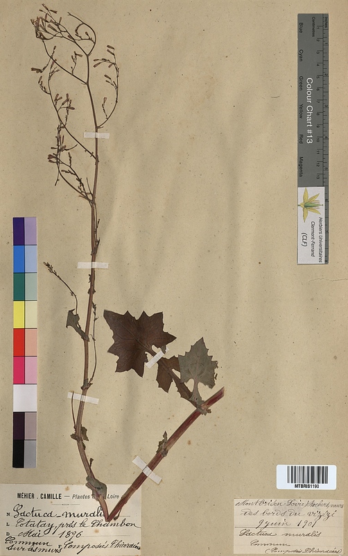 Lactuca muralis (Asteraceae)