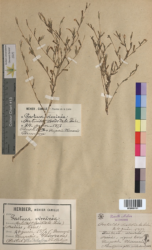 Lactuca viminea (Asteraceae)
