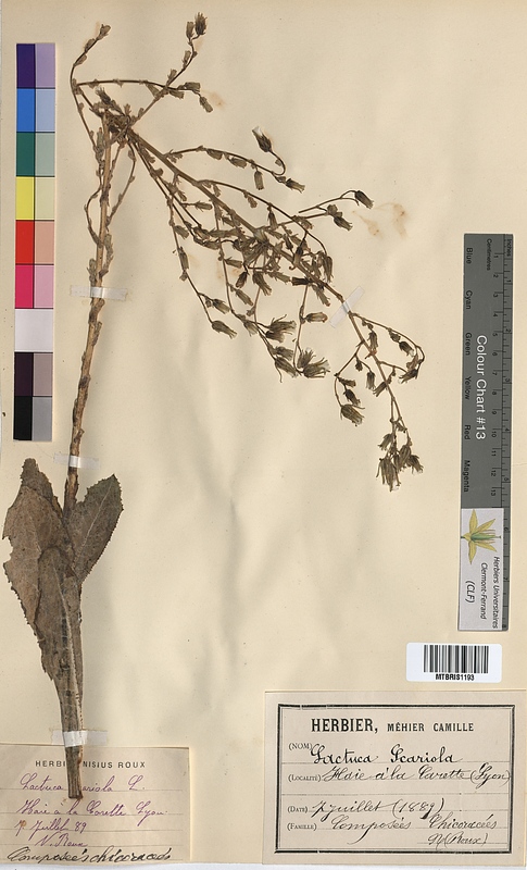 Lactuca scariola (Asteraceae)