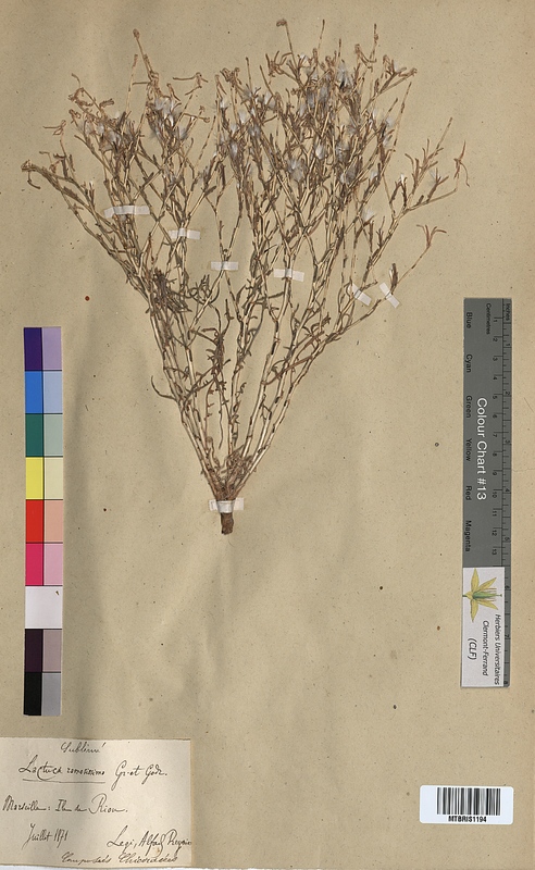 Lactuca ramosissima (Asteraceae)