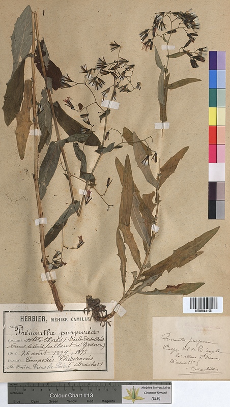 Prenanthes purpurea (Asteraceae)