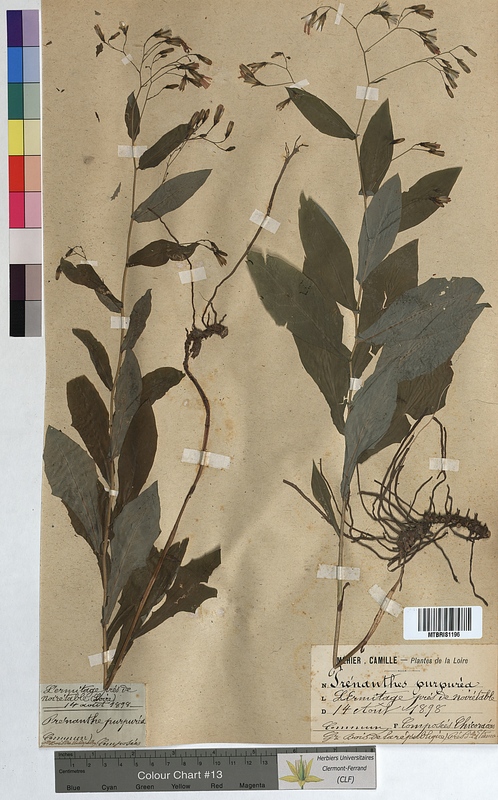 Prenanthes purpurea (Asteraceae)