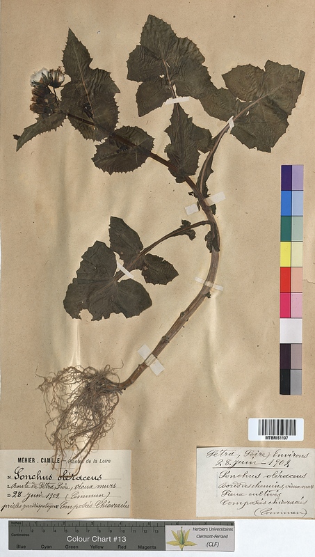 Sonchus oleraceus (Asteraceae)