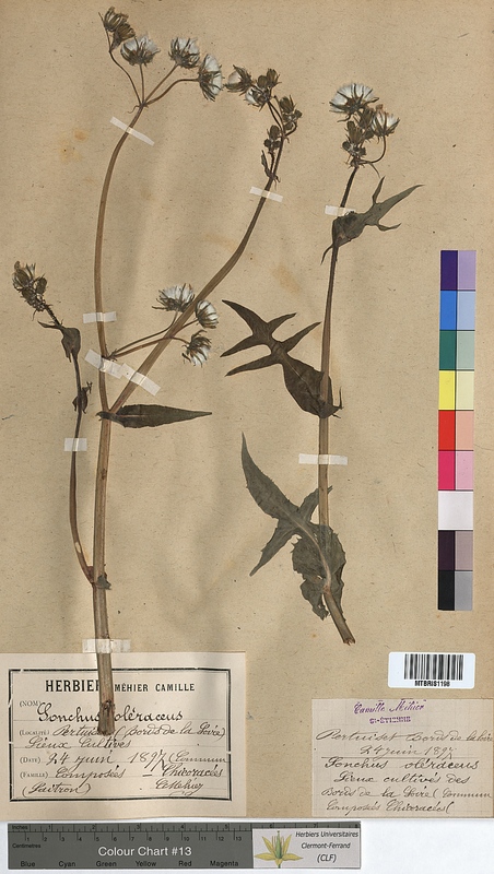Sonchus oleraceus (Asteraceae)