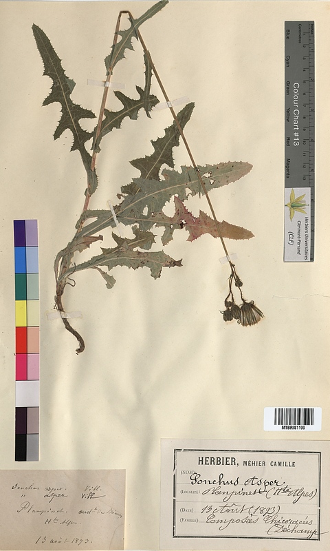 Sonchus asper (Asteraceae)