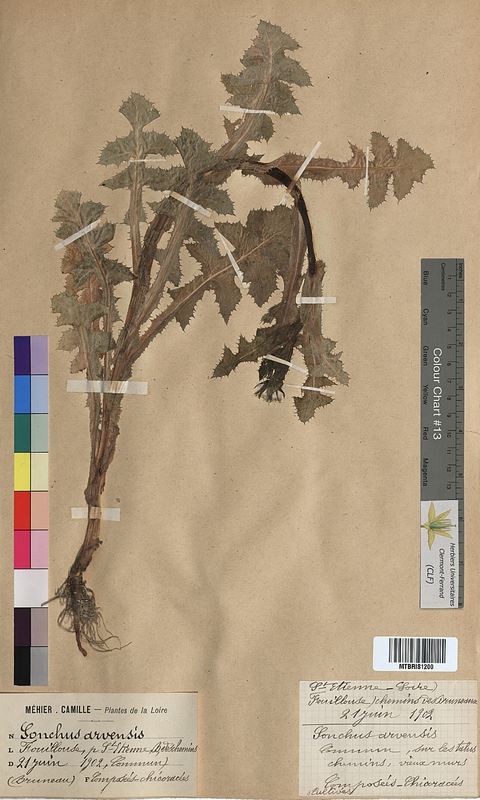Sonchus arvensis (Asteraceae)