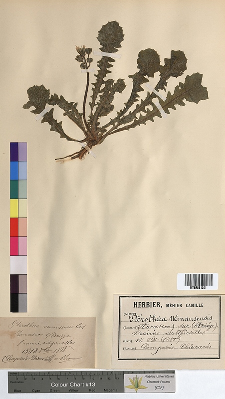 Pterotheca nemausensis (Asteraceae)