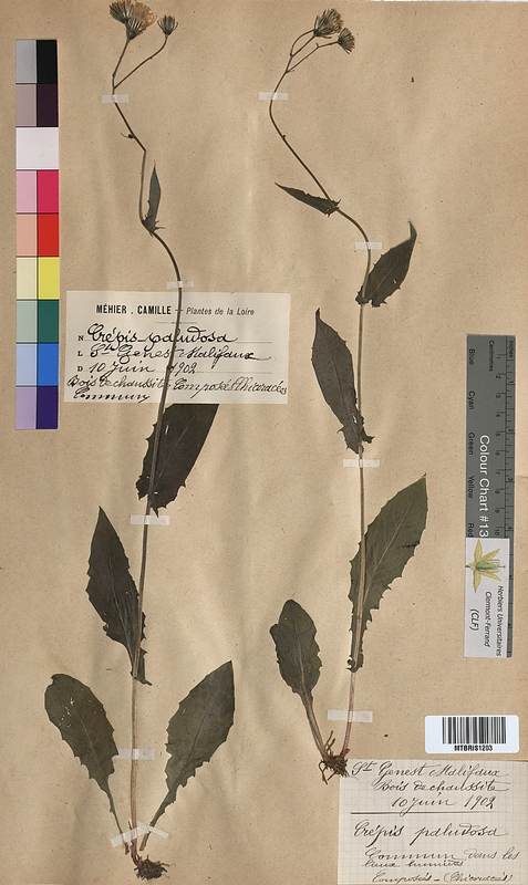 Crepis paludosa (Asteraceae)