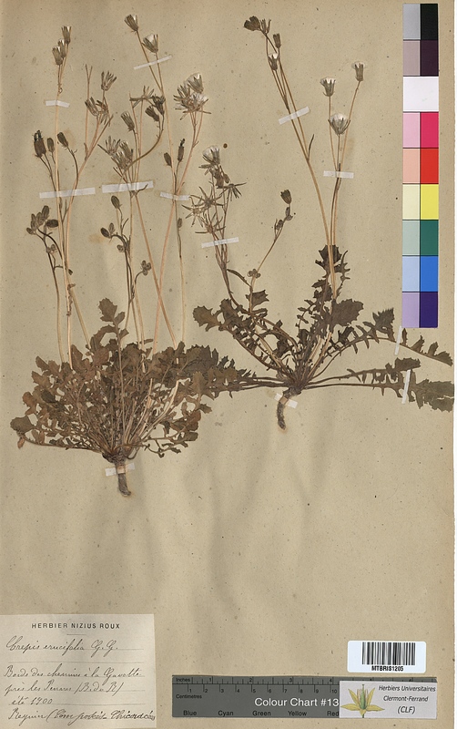Crepis erucifolia (Asteraceae)