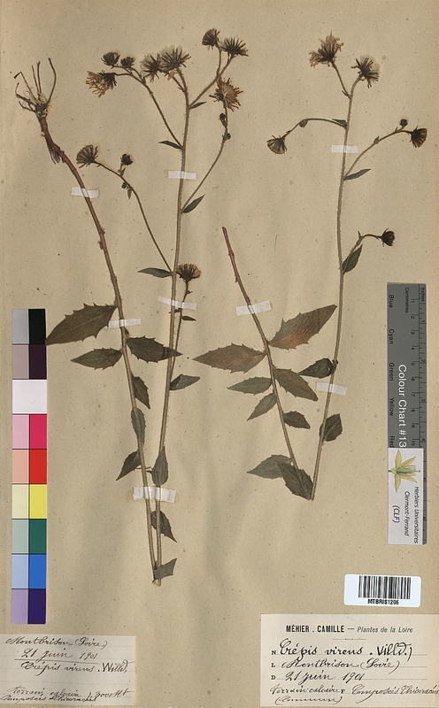 Crepis virens (Asteraceae)