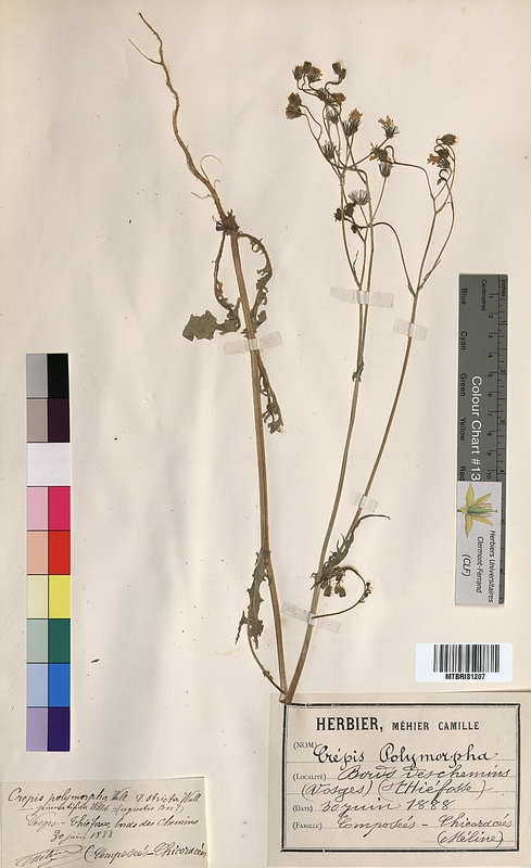 Crepis polymorpha (Asteraceae)