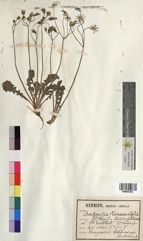 Barkhausia taraxacifolia (Asteraceae)