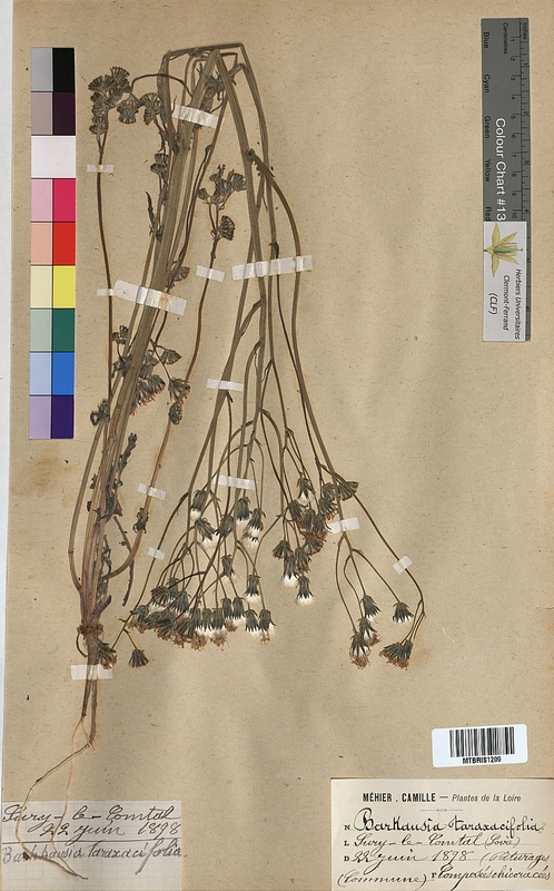 Barkhausia taraxacifolia (Asteraceae)
