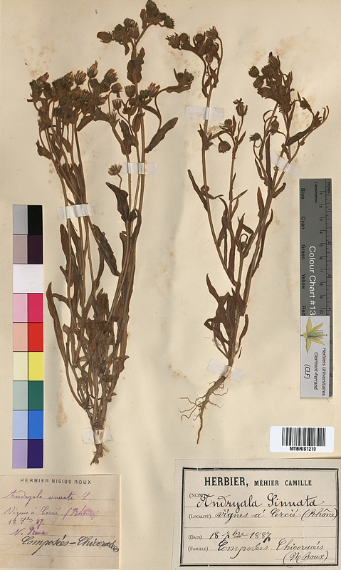 Andryala sinuata (Asteraceae)