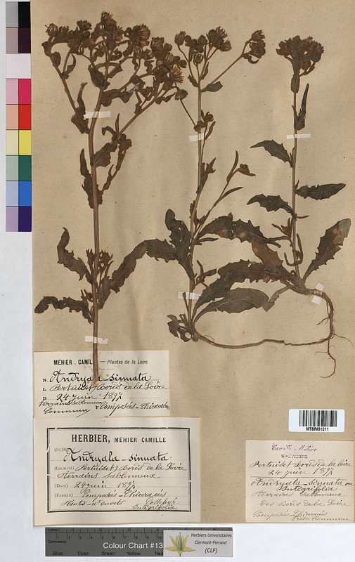 Andryala sinuata (Asteraceae)