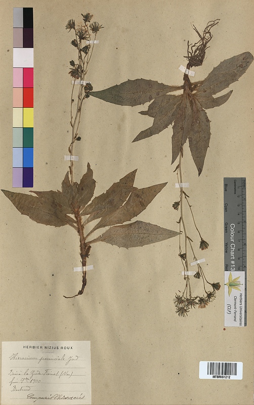 Hieracium provinciale (Asteraceae)