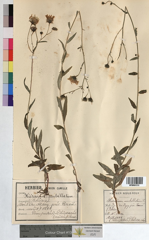 Hieracium umbellatum (Asteraceae)