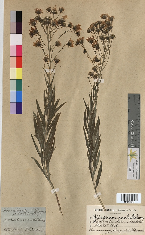 Hieracium umbellatum (Asteraceae)