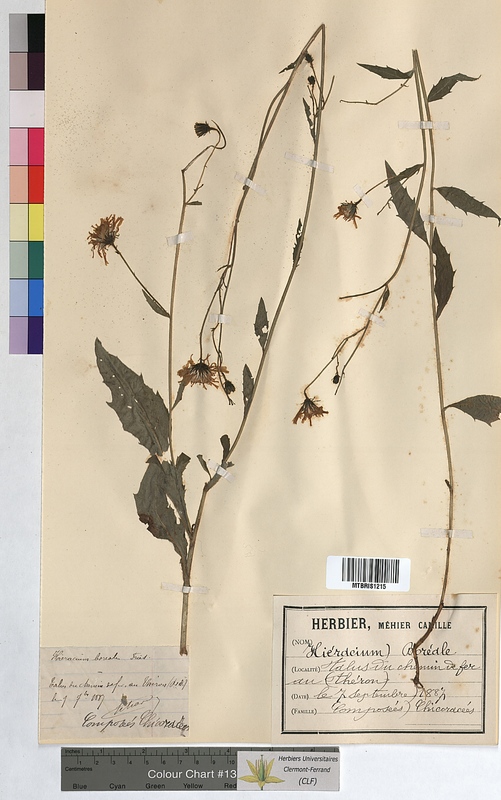 Hieracium boreale (Asteraceae)