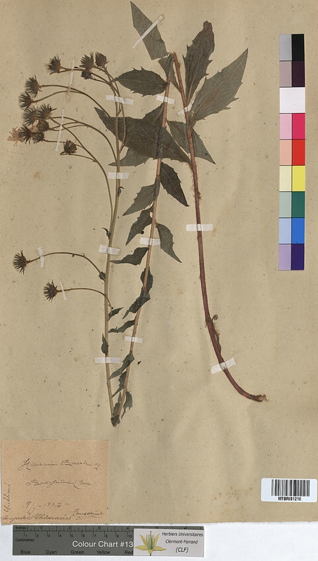 Hieracium boreale (Asteraceae)