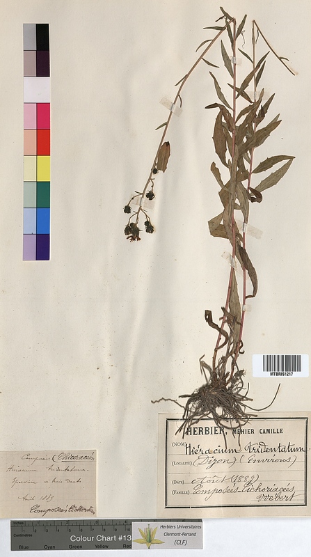 Hieracium tridentatum (Asteraceae)