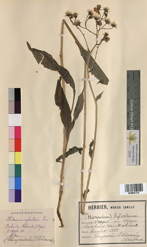 Hieracium sylvaticum (Asteraceae)