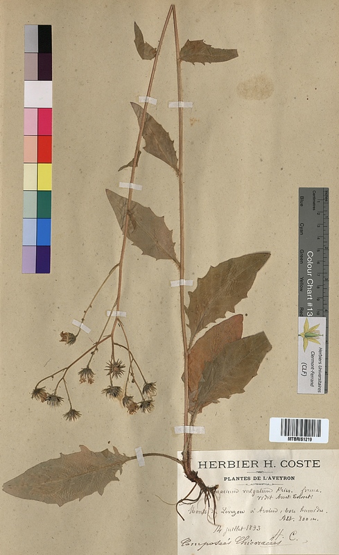 Hieracium vulgatum (Asteraceae)