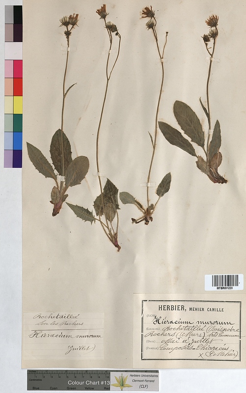 Hieracium murorum (Asteraceae)