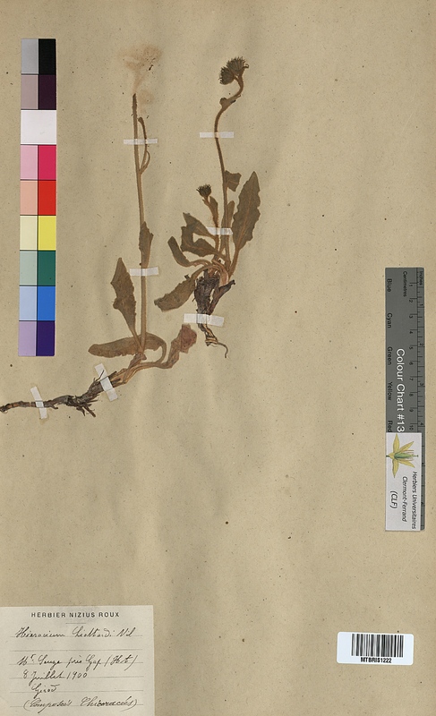 Hieracium liottardii (Asteraceae)