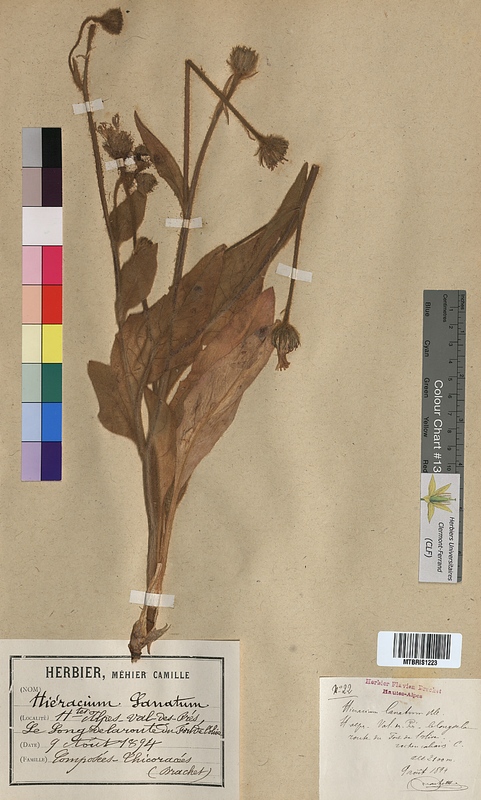 Hieracium lanatum (Asteraceae)