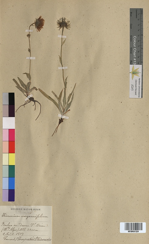 Hieracium scorzonerifolium (Asteraceae)