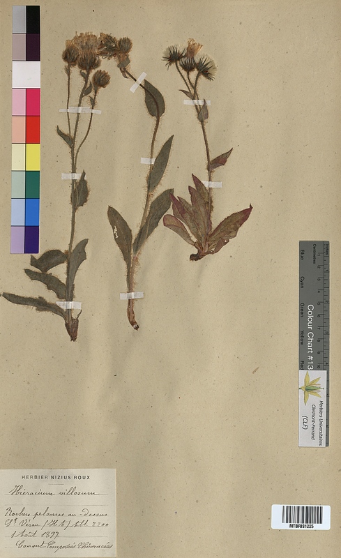 Hieracium villosum (Asteraceae)
