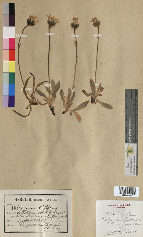 Hieracium piliferum (Asteraceae)